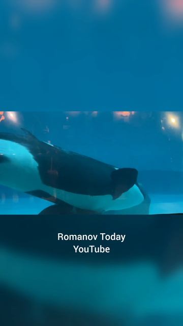 Огромная косатка в аквариуме 