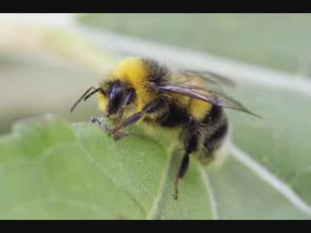 30 апреля - Зосима Пчельник. Народные приметы и традиции