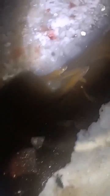 Рыба задыхается