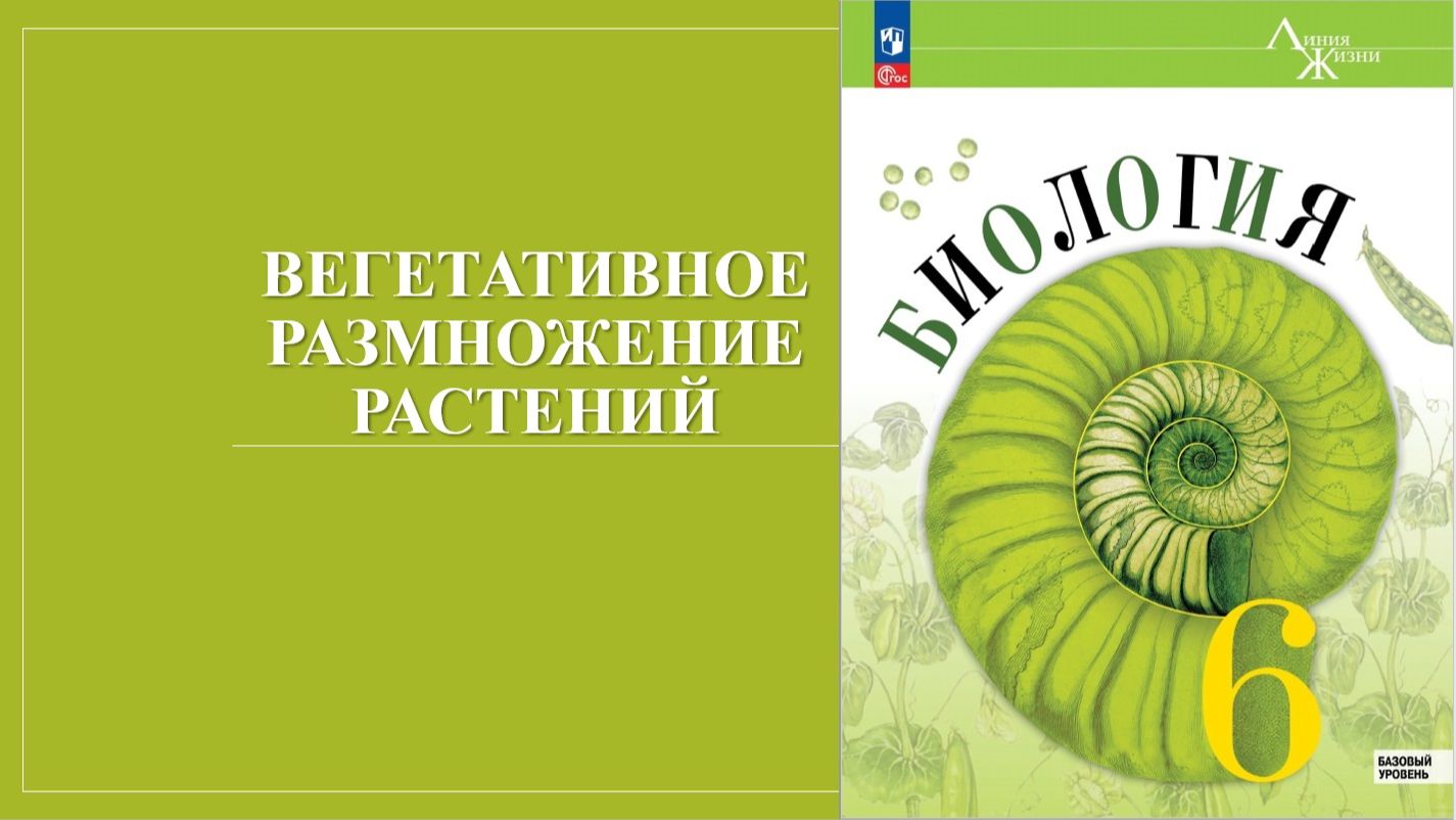 Урок 33. Вегетативное размножение растений