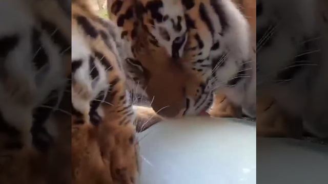 Тиграм заморозили молоко до состояния льда и это им явно нравится