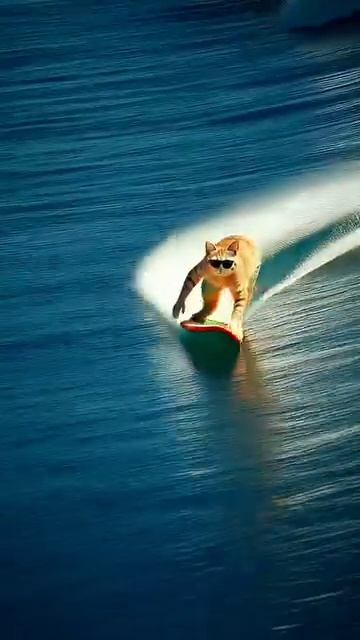 Рыжий кот отдыхает на море