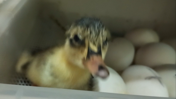 К Мадаме с фонариком на проверку. Утёнка покормила,  остальные яйца перепроверила.