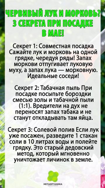 Червивый лук и морковь? 3 секрета при посадке в мае