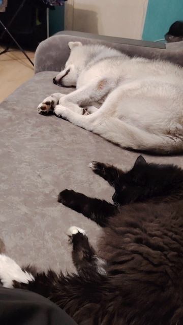 Вечер с Хаски Джек 