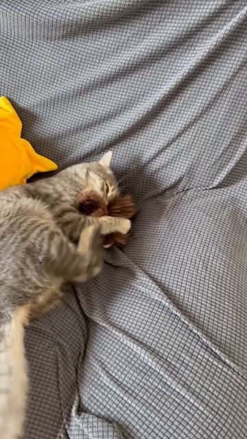 Милый котик играет 