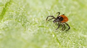 В Лангепасе борьбу с клещами начнут раньше обычного