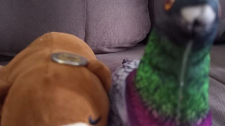 соревнования пунь пуня 2 сезон 3 серия