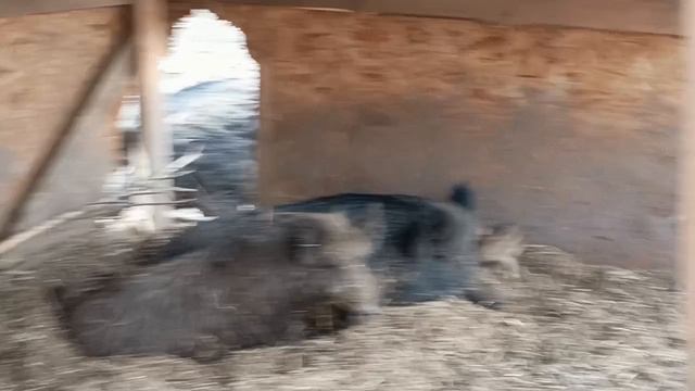 Охота на Кабана