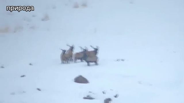 ВОЛКИ ОХОТЯТСЯ НА ОЛЕНЕЙ