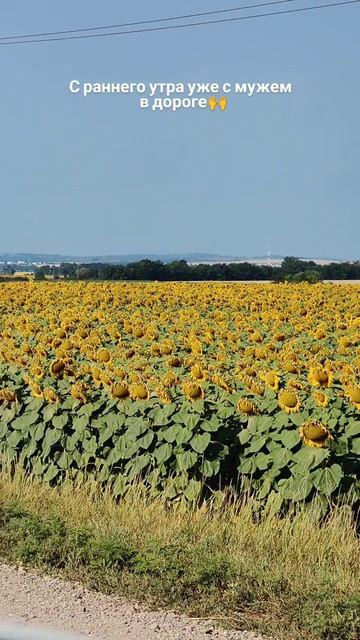 Поле подсолнухов 🌻