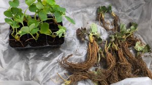 Саженцы клубники 🍓 декоротивный лук