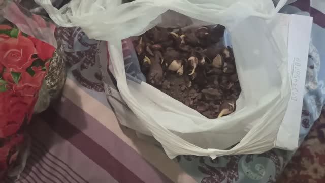 27 февраля 2024г.Мой дом.Сажаю цветы на улице.