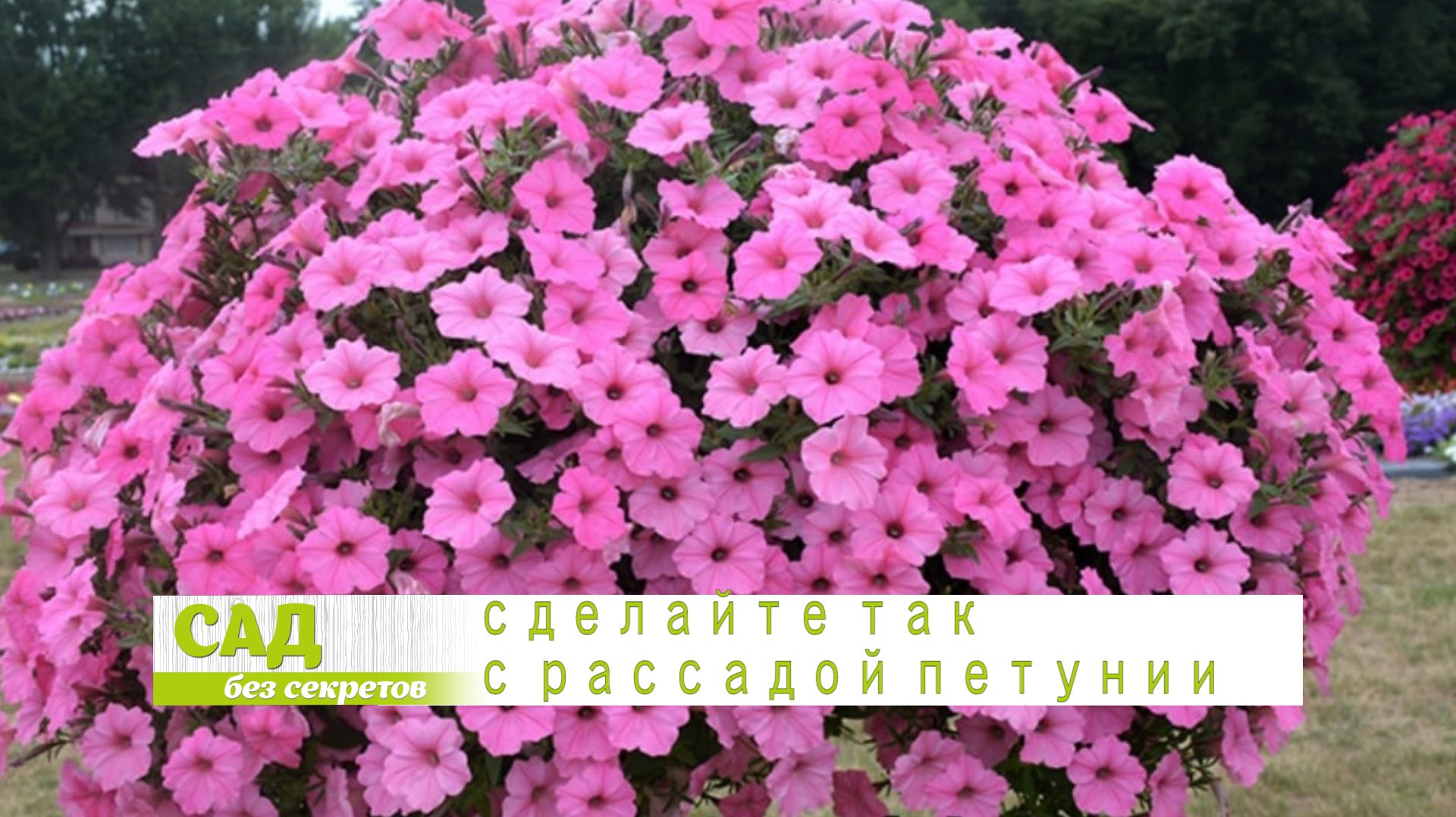 Как поступить с рассадой петунии после покупки. Рекомендации опытного цветовода