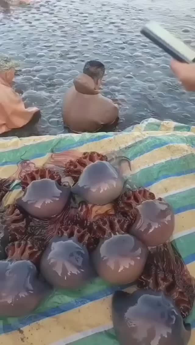 Ловля медуз