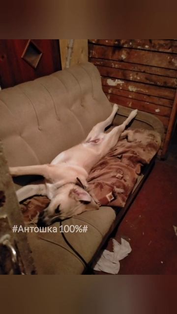 Антошка 100 счастлив и доволен