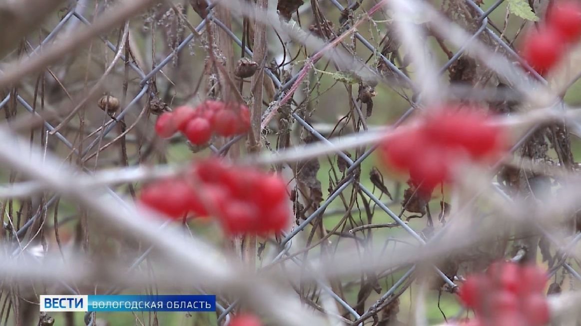 Советы вологжанам: как подготовить организм к дачным нагрузкам