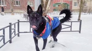 Овчарка гуляет зимой