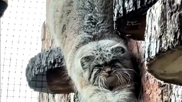 Заставка для видео Пушистый кот № 548