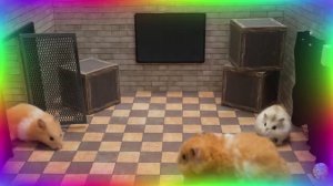 Приключения хомячка в игровом мире! 22
