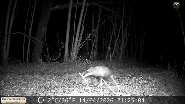 Очень деловой барсук .mp4