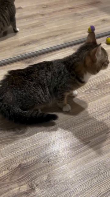 Видео: zoofuria