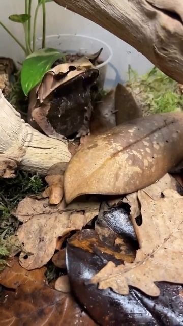 Скрытая среда my dudes
Это лягушка под названием Рогатая чесночница. И сразу вы её не увидите