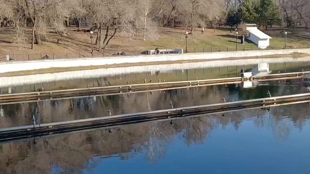 Утки прилетели в парке Динамо