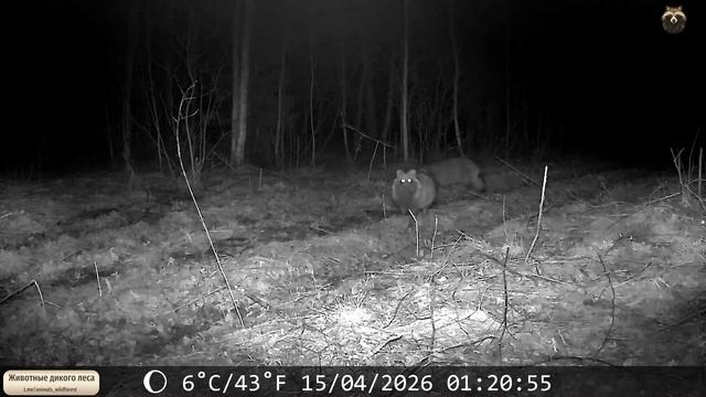 Парочка енотовидок там же mp4.