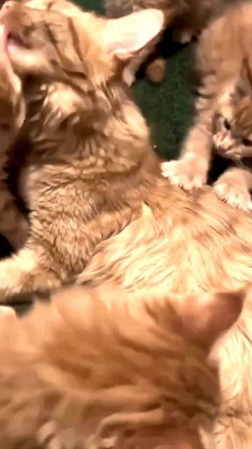 Заставка для видео Много рыжих котиков  546