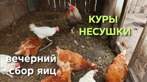 Куры-несушки несут яйца эконом класса