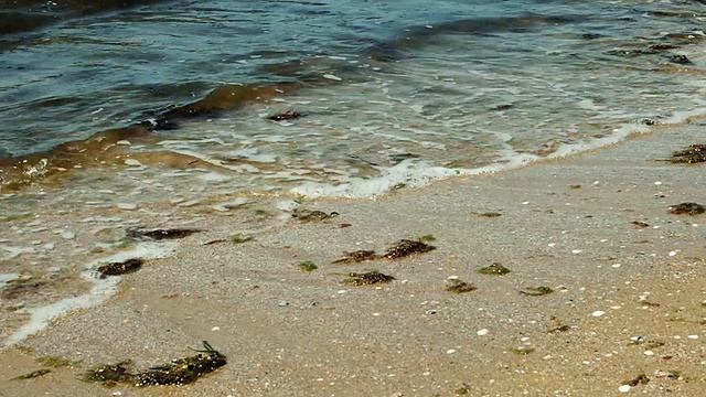 Шокирующая Находка на пляже СОФИЯ - мазут и мёртвые дельфин и птица  29 апреля 2026 года