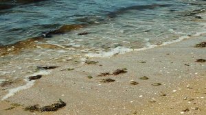 Шокирующая Находка на пляже СОФИЯ - мазут и мёртвые дельфин и птица // 29 апреля 2026 года