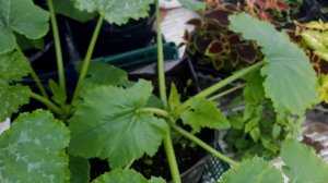 Проверенный СПОСОБ ПОСЕВА КАБАЧКОВ,  ТЫКВЫ, ПАТИССОНОВ для Большого Урожая!!