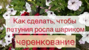 Петуния формирование шаром Черенкование