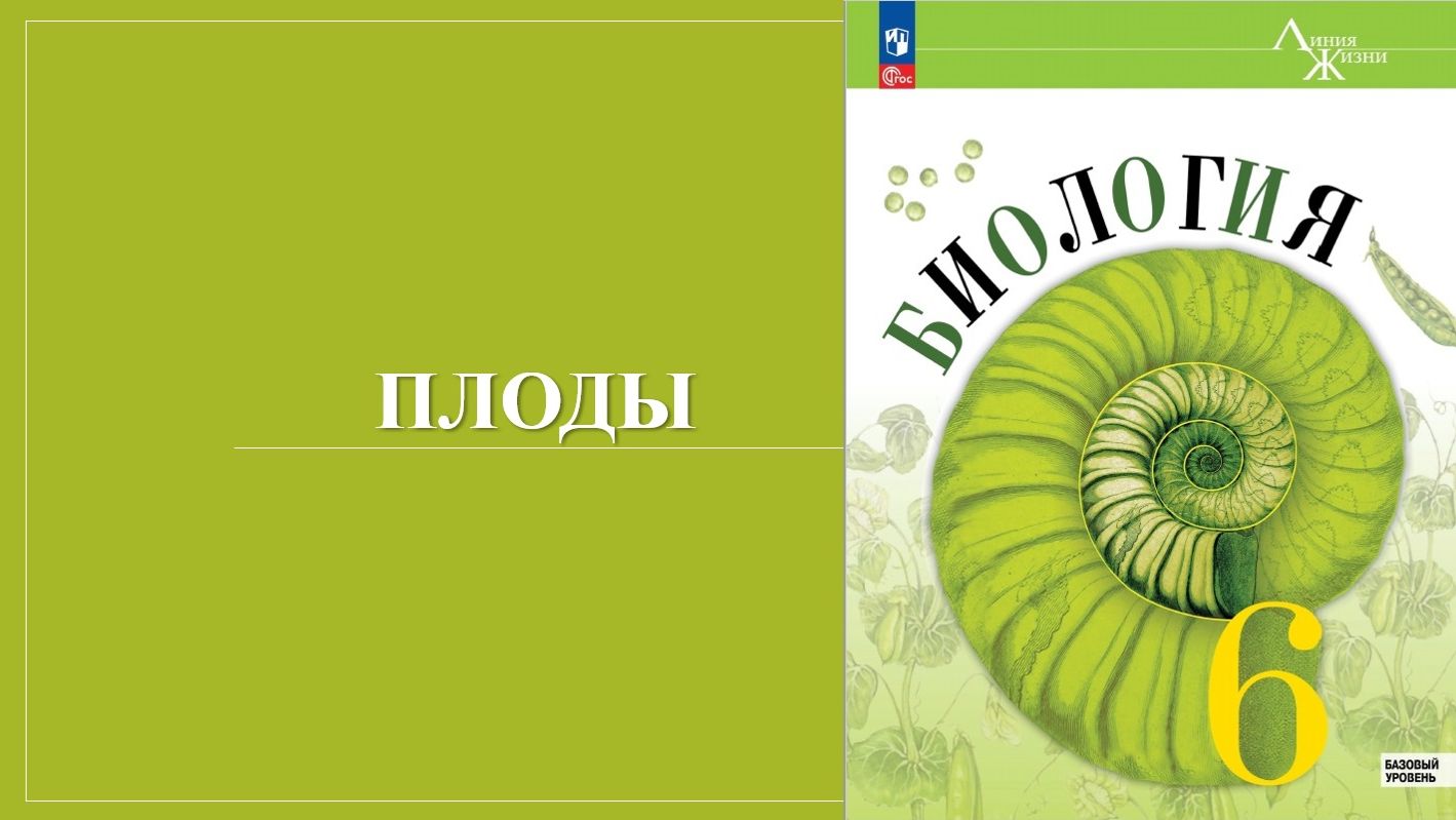 Урок 18. Плоды