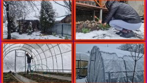 Метель в апреле. Спасаю теплицу. Слухи. Рассольник и салат из свёклы с кальмаром.