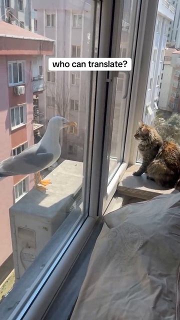 Кто-то может перевести