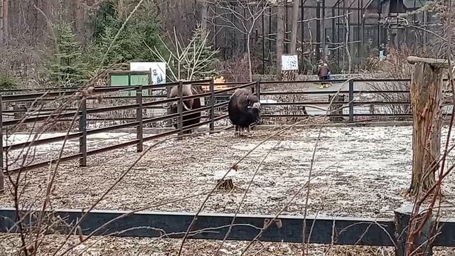 1000017076.mp4Свидание?