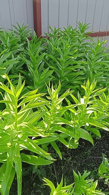 Рябчик императорский. Ошибка в агротехнике