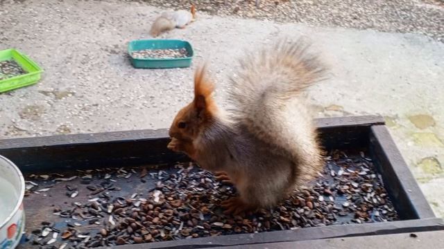 голодные белки