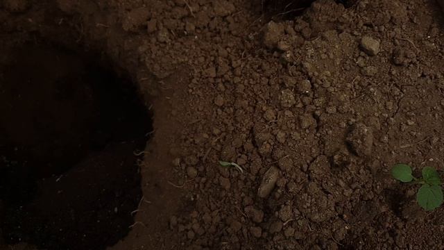 ЗАЩИТА РАССАДЫ ОТ ХРУЩА В ТЕПЛИЦЕ