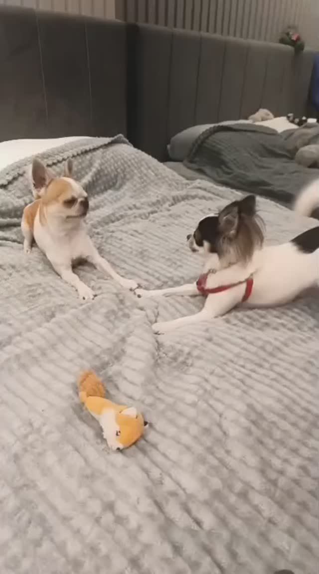 #ЧИХУАХУАРЕДИ❤️РОКСИ ПРИШЛА В ГОСТИ К РЕДИ)