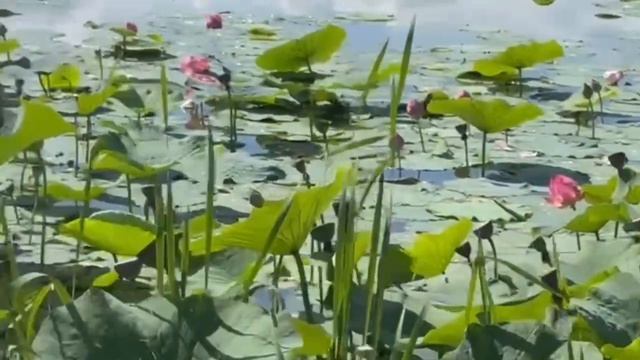 Арт-проект «Форма» 2026. ФДиТ АмГУ – проект «Цветы рассвета»