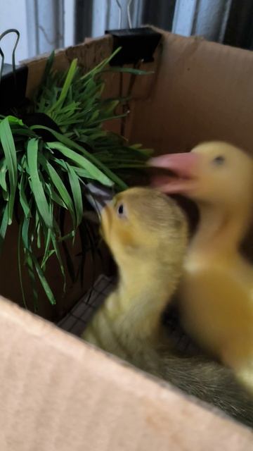 Гусятам 12 дней. Развлечение в коробке.mp4