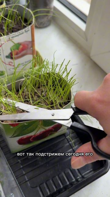 Обзор рассады на конец апреляСтрижка лук эксибишен