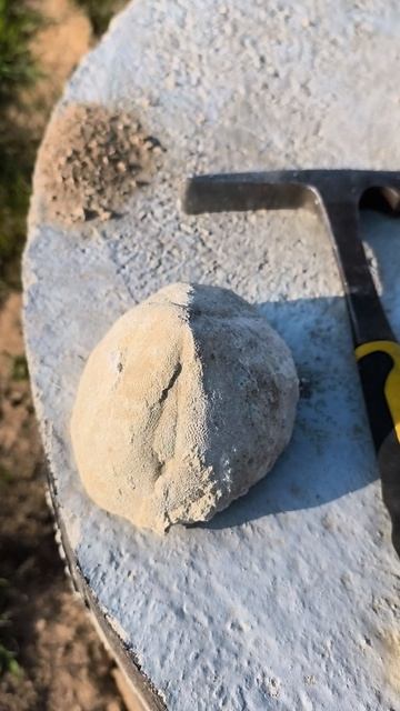 Conoclypus 2026 04 29 1 Петровские Высоты