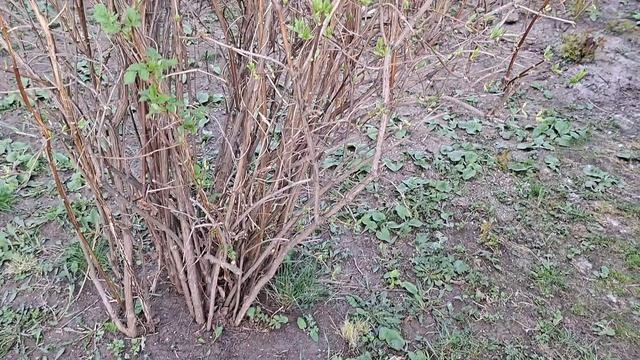 какие декоративные кустарники у меня растут и моя маленькая тепличная 29.04.26