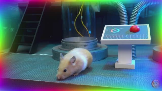 Приключения хомячка в игровом мире! 21