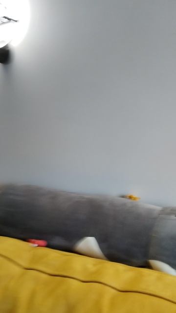 Вот так липнут мои гуджидцу!